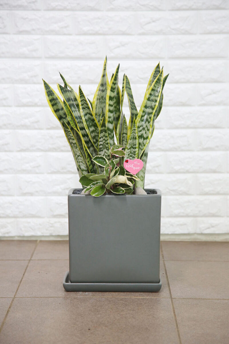 산세베리아 (50,000 원)