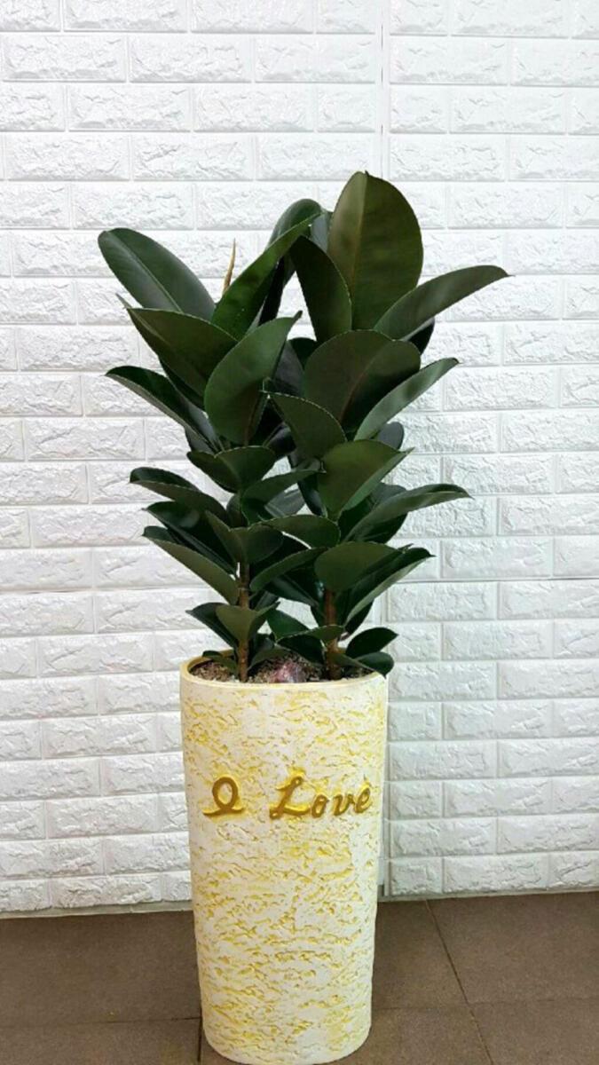 고무나무 (50,000 원)
