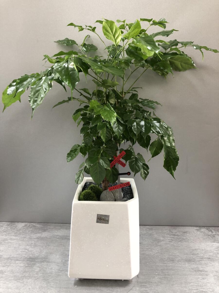 녹보수 (50,000 원)