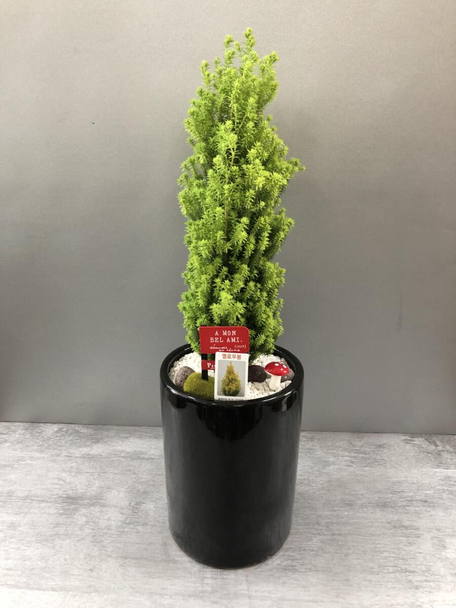 옐로우봉 (50,000 원)