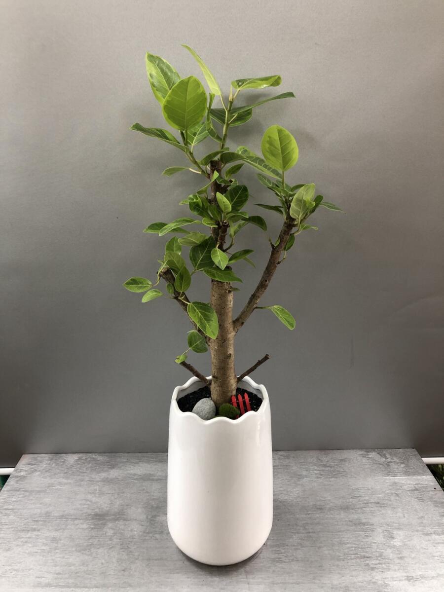 뱅갈고무나무 (60,000 원)