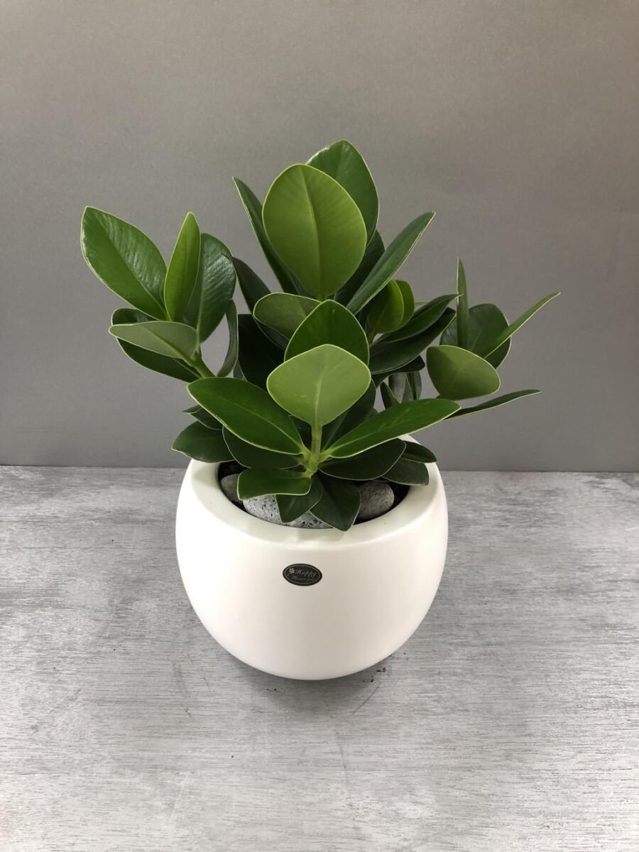 크루시아 (50,000 원)