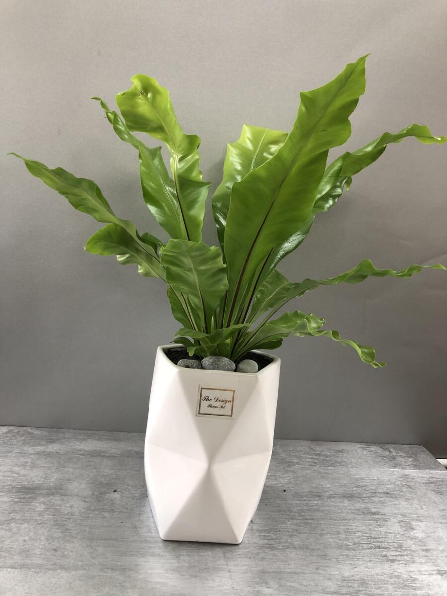 아비스 (50,000 원)