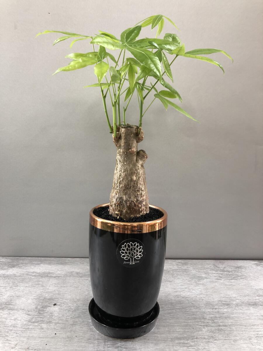 파키라 (50,000 원)
