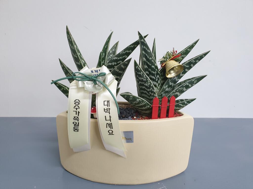 선인장 (70,000원)