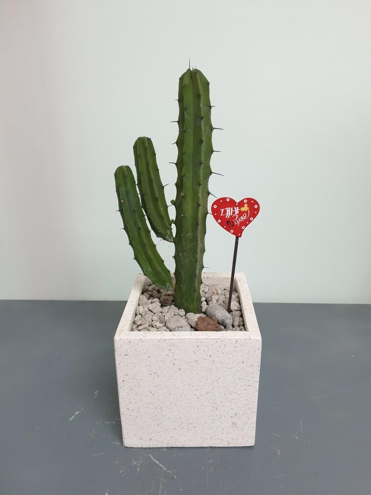 선인장 (50,000 원)