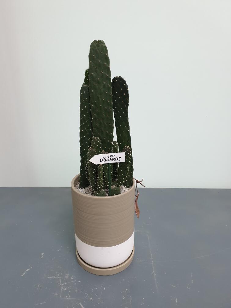 선인장 (50,000 원)