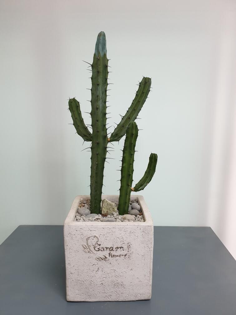 선인장 (400,000 원)