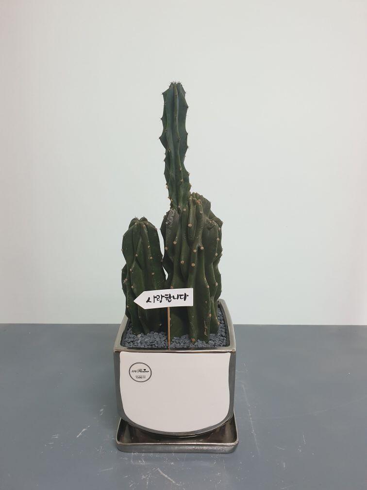 선인장 (50,000 원)