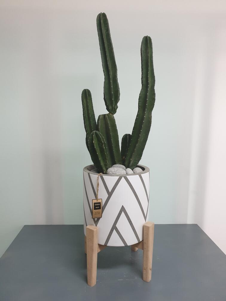 선인장 (200,000 원)
