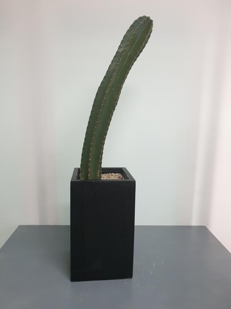 선인장 (120,000 원)