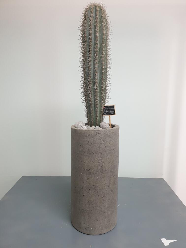 선인장 (500,000 원)