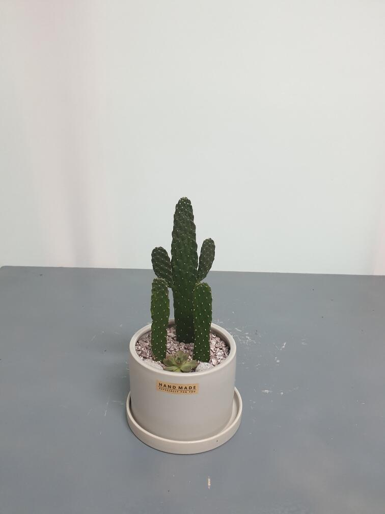 선인장 (50,000 원)