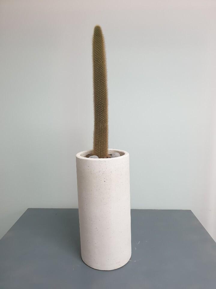 선인장 (200,000 원)