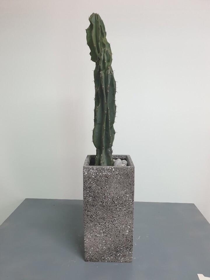 선인장 (150,000 원)