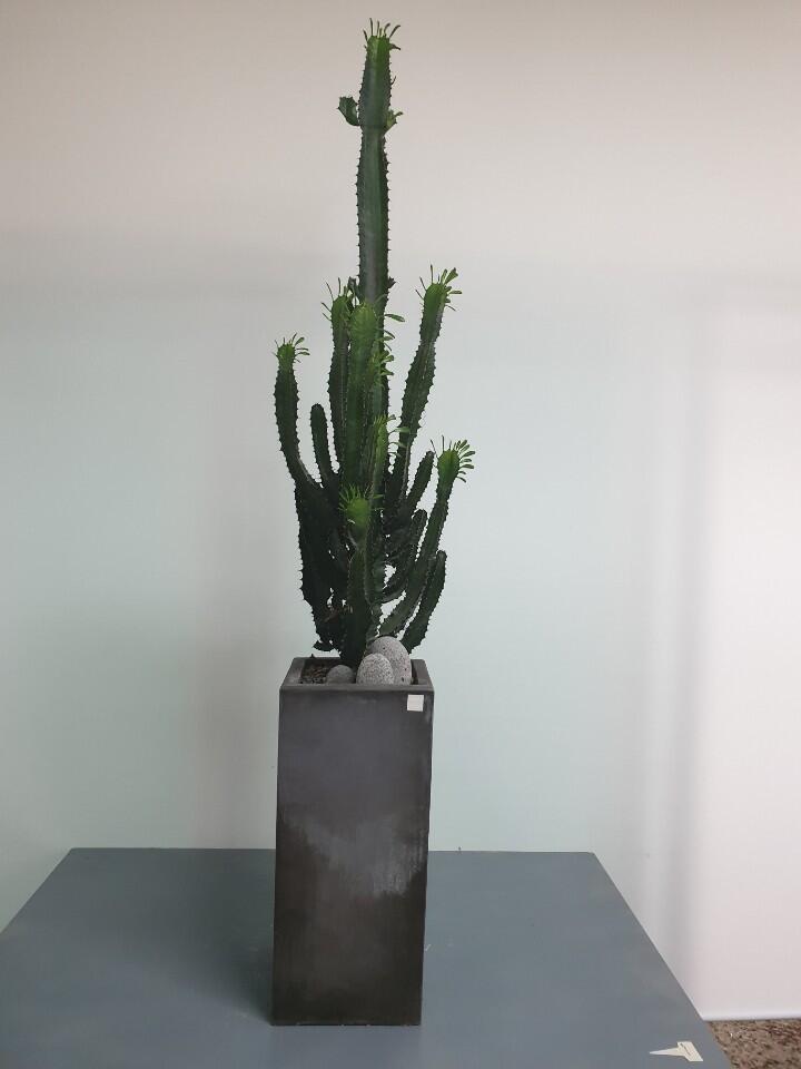 선인장 (200,000 원)