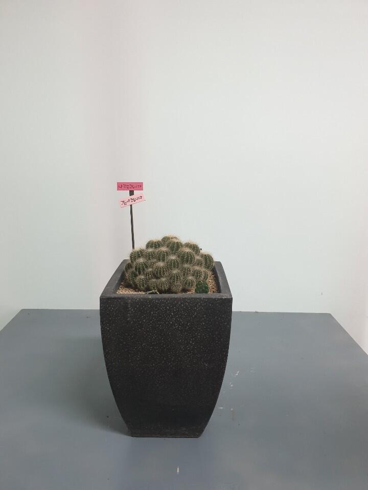 선인장 (100,000 원)