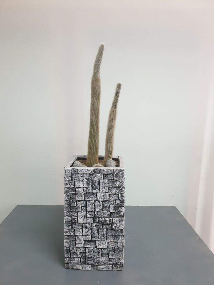 선인장 (100,000 원)