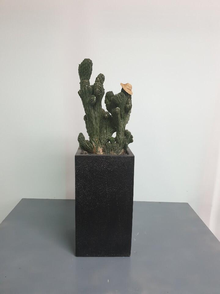선인장 (200,000 원)