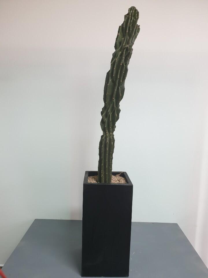 선인장 (120,000 원)
