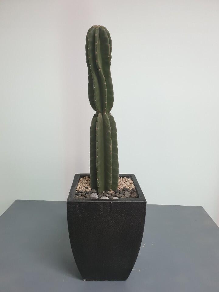 선인장 (120,000 원)