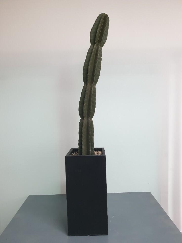 선인장