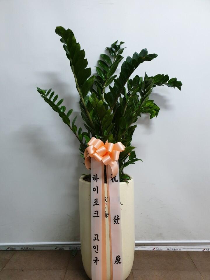 금전수 (150,000 원)