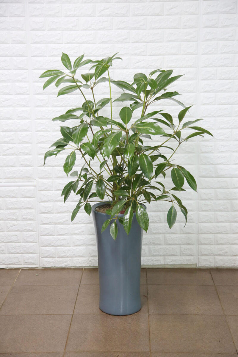 대엽홍콩 (80,000 원)