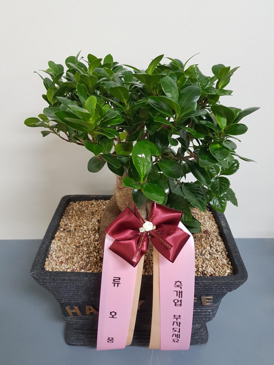 분재 (60,000 원)