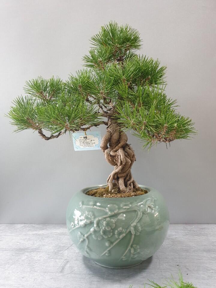 소나무해송분재 (300,000 원)