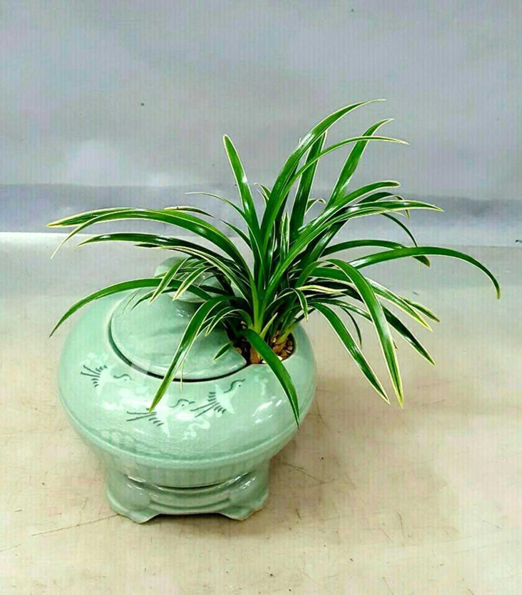 대국항아리 (준비중) 100,000 원
