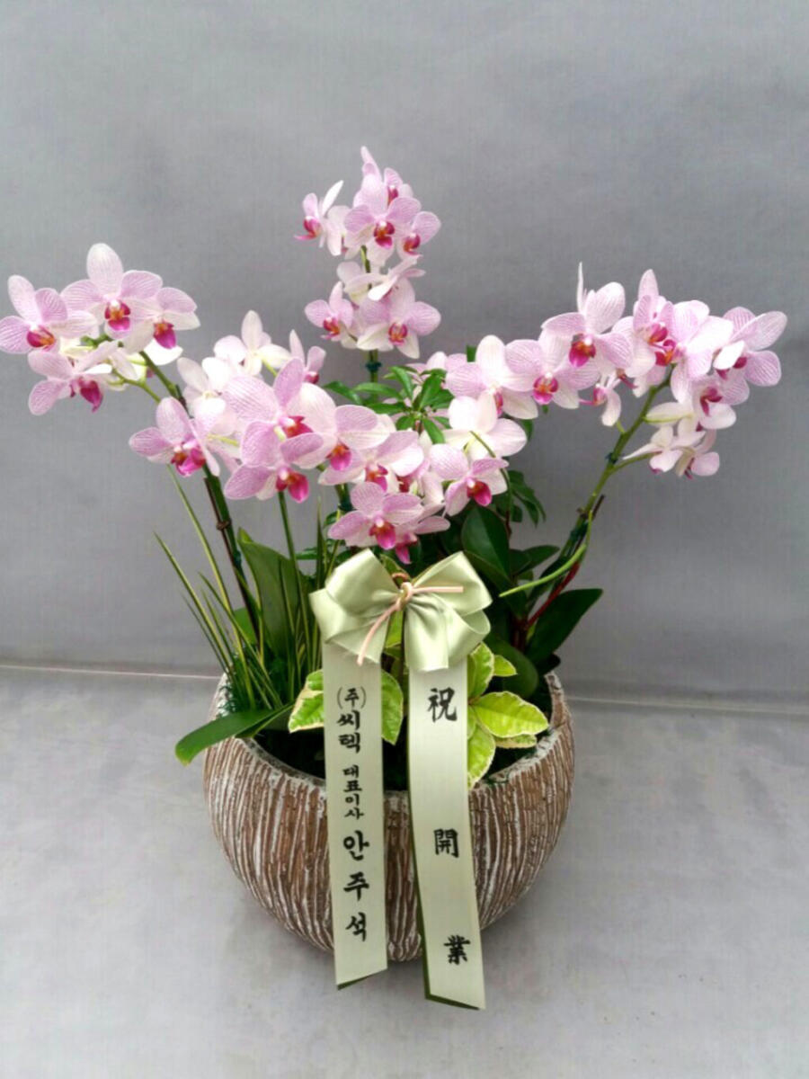호접란 (100,000 원)