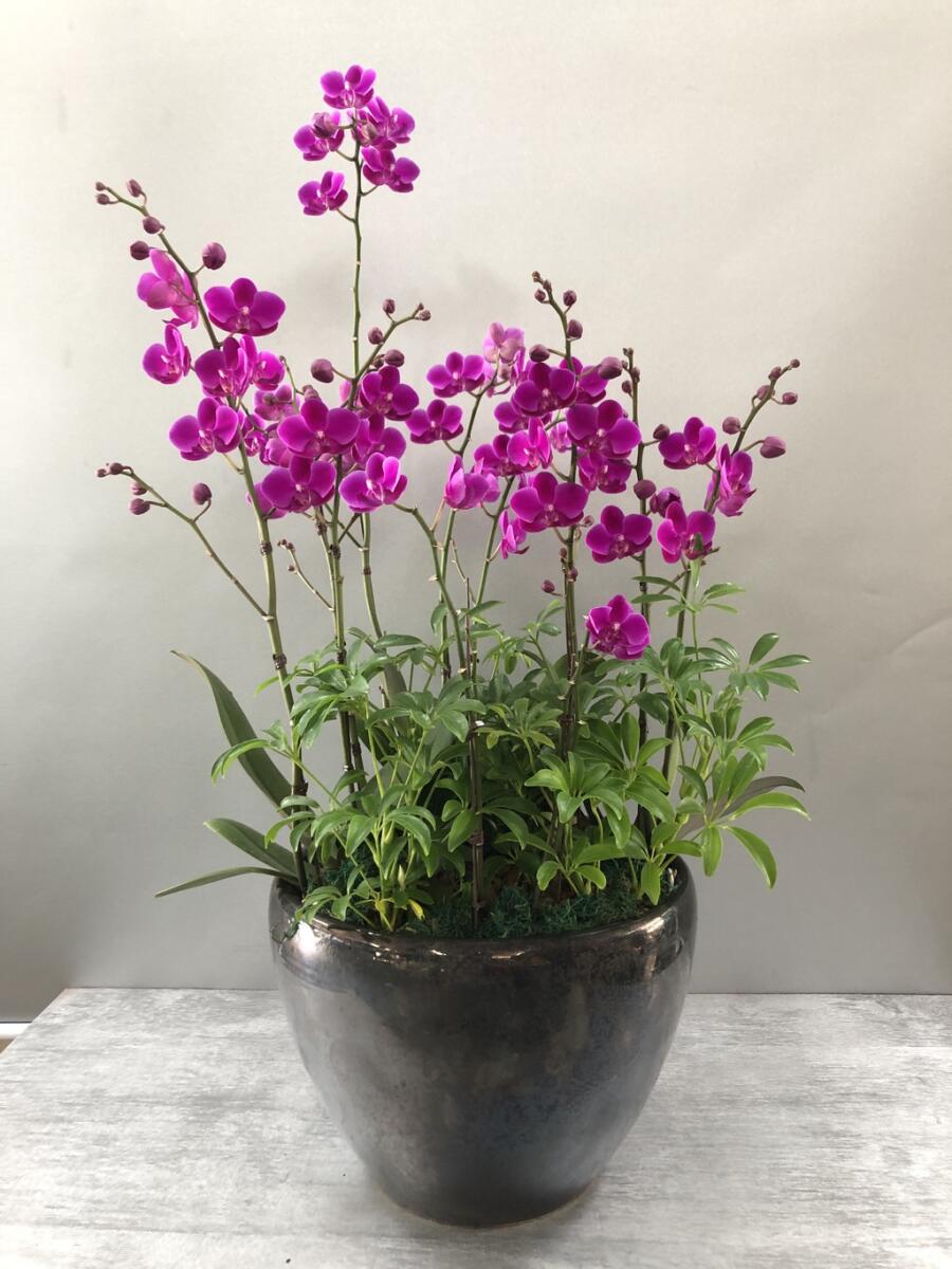 만천홍 (100,000 원)