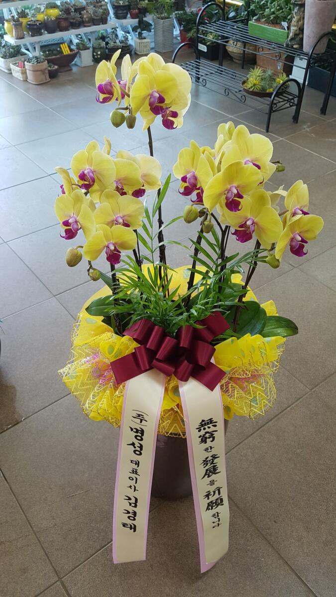 호접란 (80,000 원)