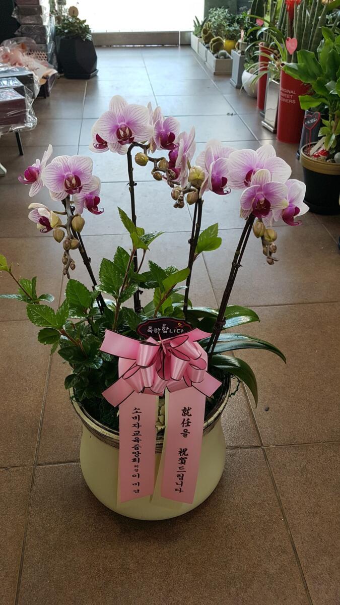 미니호접 (60,000 원)