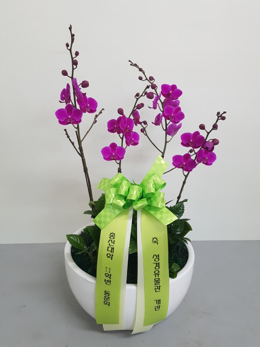 만천홍(호접란) 60,000 원